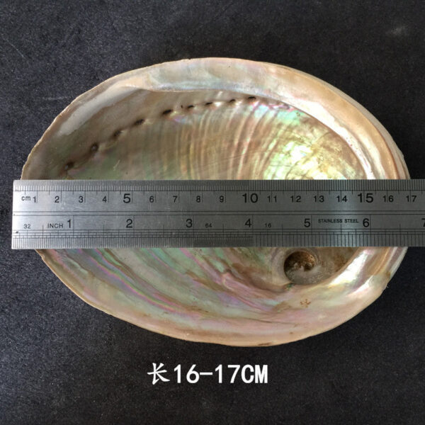 澳洲白鲍鱼贝壳大海螺创意家居摆件烧鼠尾草容器观赏鱼缸盆栽装饰 - 图片 8