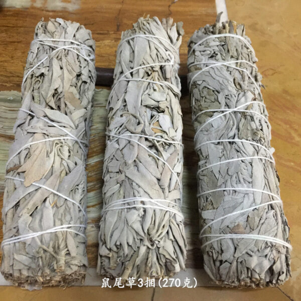 澳洲白鲍鱼贝壳大海螺创意家居摆件烧鼠尾草容器观赏鱼缸盆栽装饰 - 图片 13