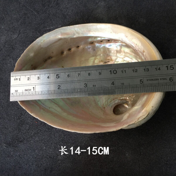 澳洲白鲍鱼贝壳大海螺创意家居摆件烧鼠尾草容器观赏鱼缸盆栽装饰 - 图片 6