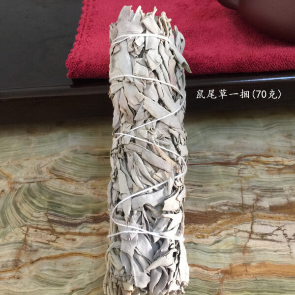 澳洲白鲍鱼贝壳大海螺创意家居摆件烧鼠尾草容器观赏鱼缸盆栽装饰 - 图片 10