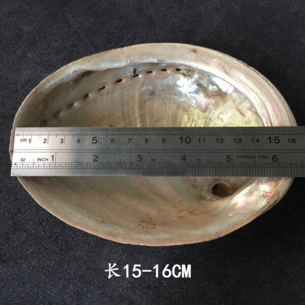 澳洲白鲍鱼贝壳大海螺创意家居摆件烧鼠尾草容器观赏鱼缸盆栽装饰 - 图片 7